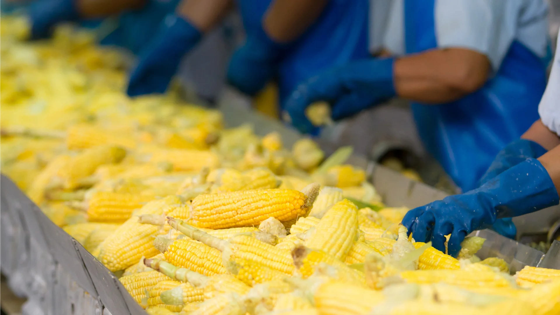 Maize Grit Processing Industry